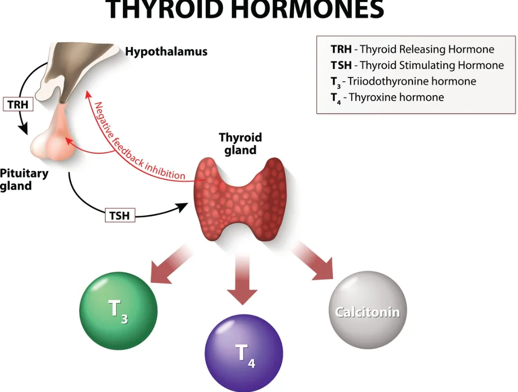 Comprendre l’hypothyroïdie